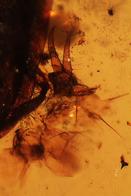 5_Burnit11022exuvium_dorsalF