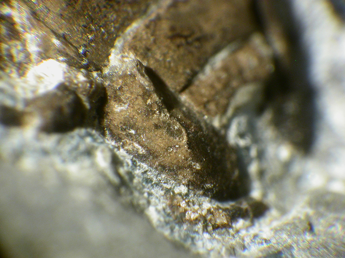 6LGA2850_right_mandible_F