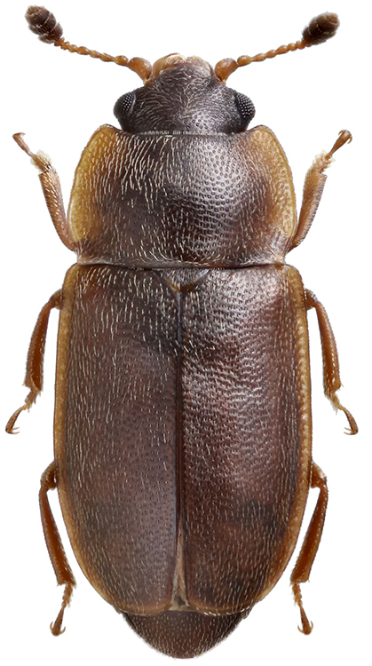 6_Edolosa_female_B