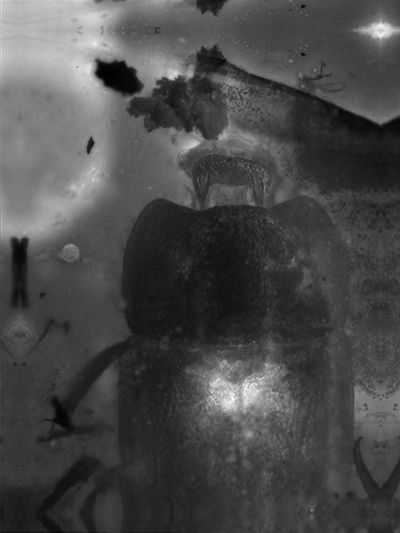 6_fluBur Nit 11022_dorsal1