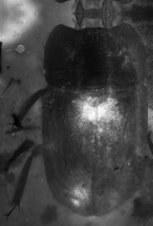 7_flu_BurNit_11022dorsal_F