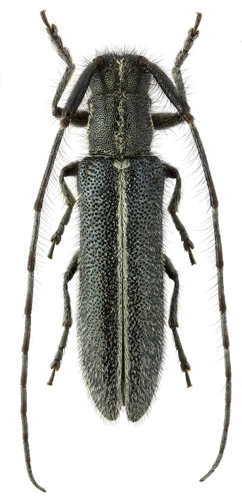 Agapanthia_cardui