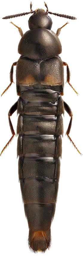 Aleochara_milleri_A_female