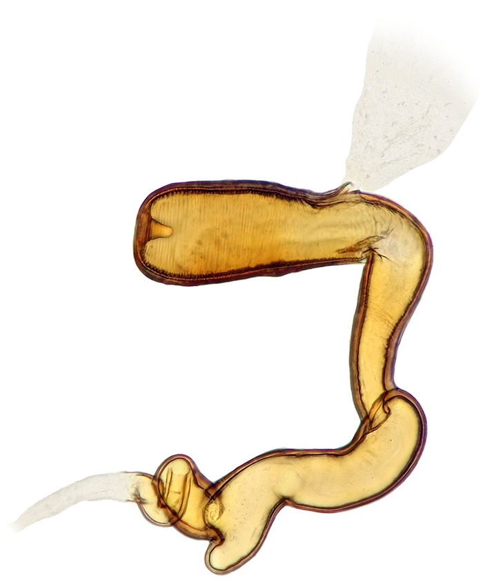 Aleochara_milleri_A_spermatheca_