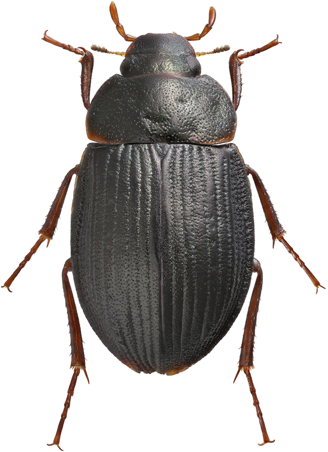 Ametor_scabrosus_female