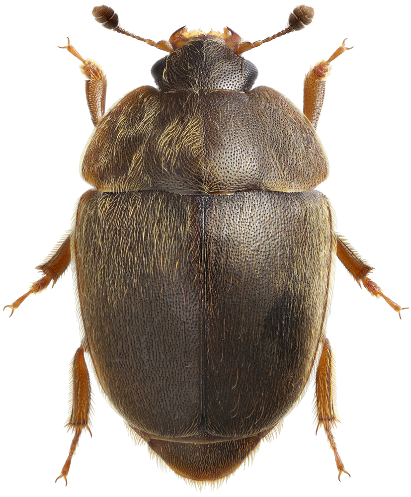 Amphicrossus_hisamatsui_female