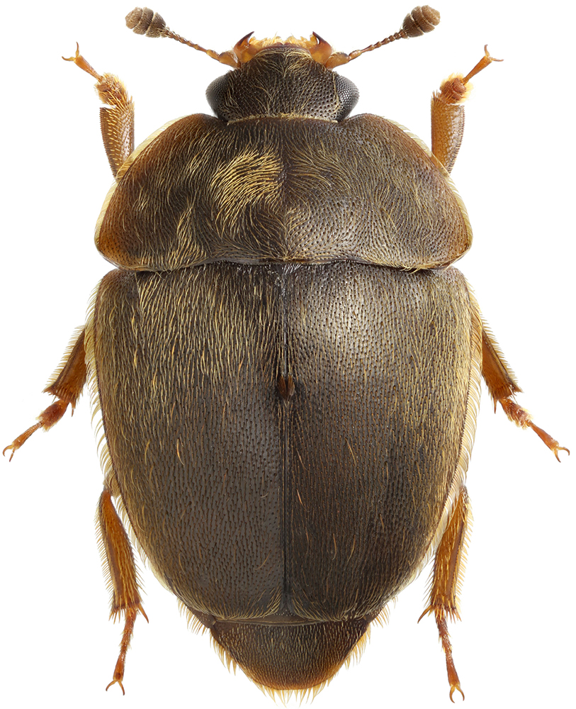 Amphicrossus_hisamatsui_male
