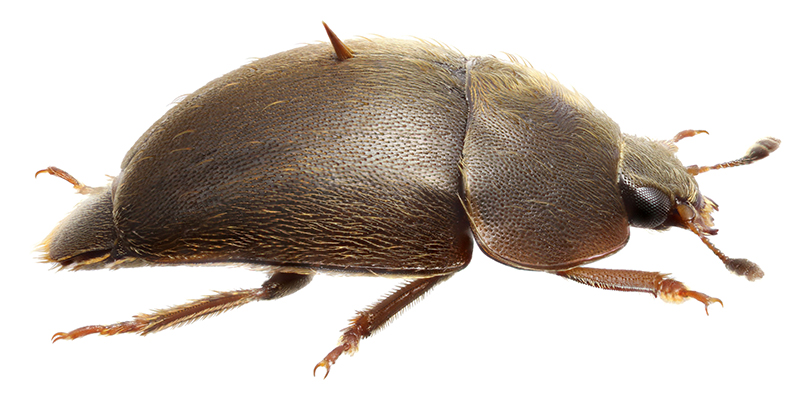 Amphicrossus_hisamatsui_male_lateral