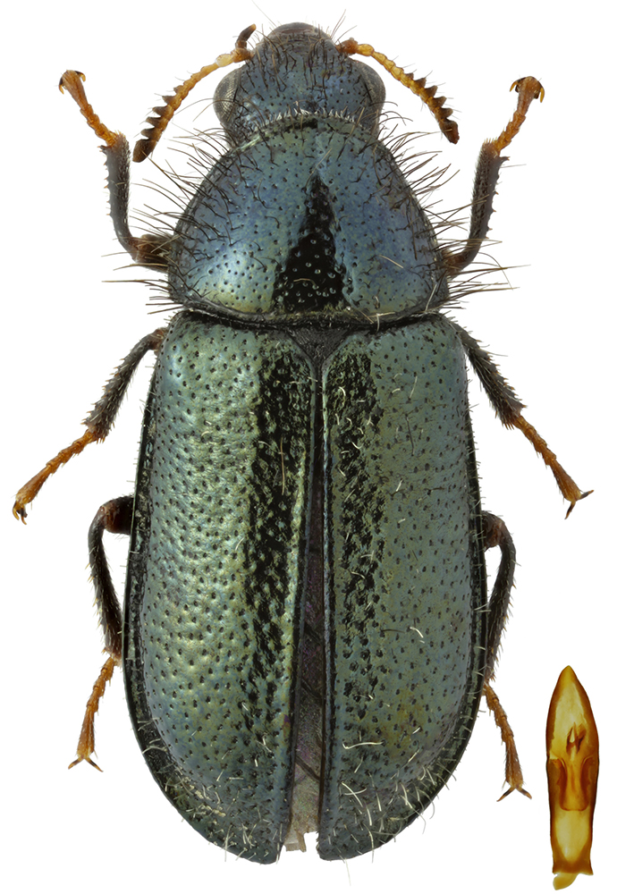 Anthodromius_turkestanicus