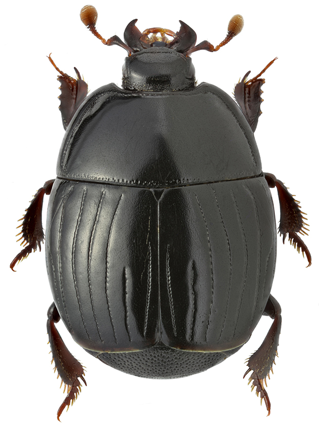 Atholus_pirithous