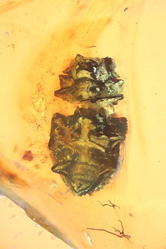 BUB4422ventral