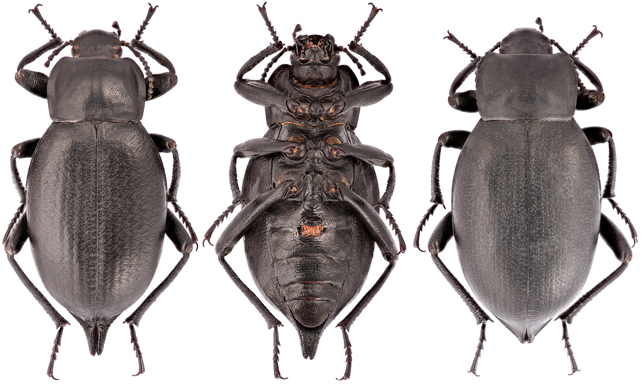 B_deplanata