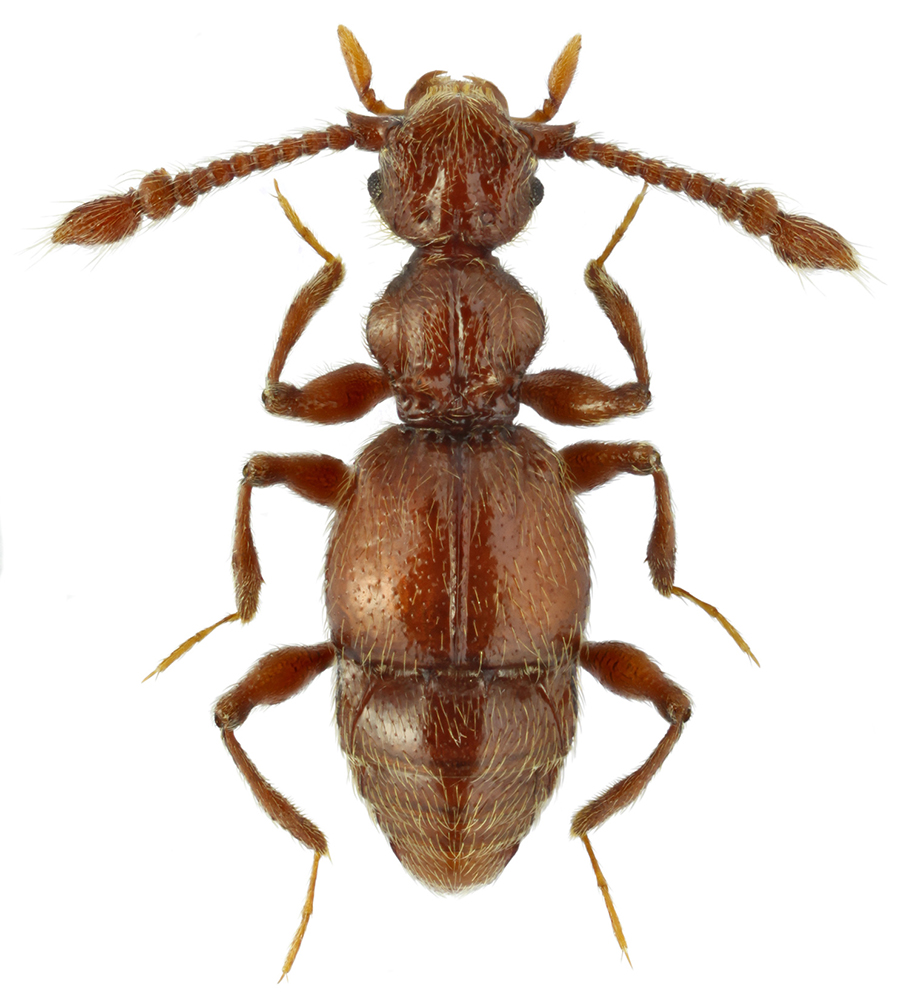 Batrisodes_tichomirovae