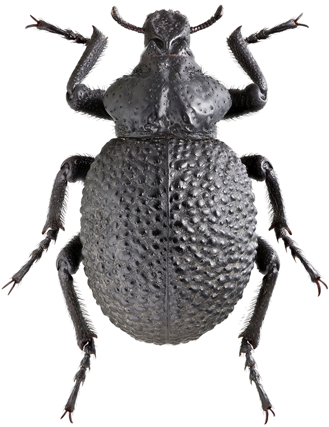 Brachycerus_foveifrons_A