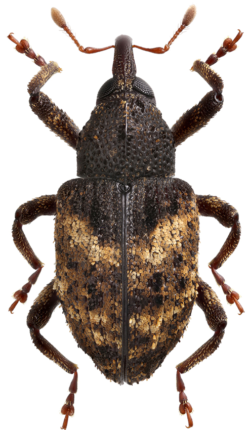 Caenocryptorrhynchus_zherichini_C_female_dorsal