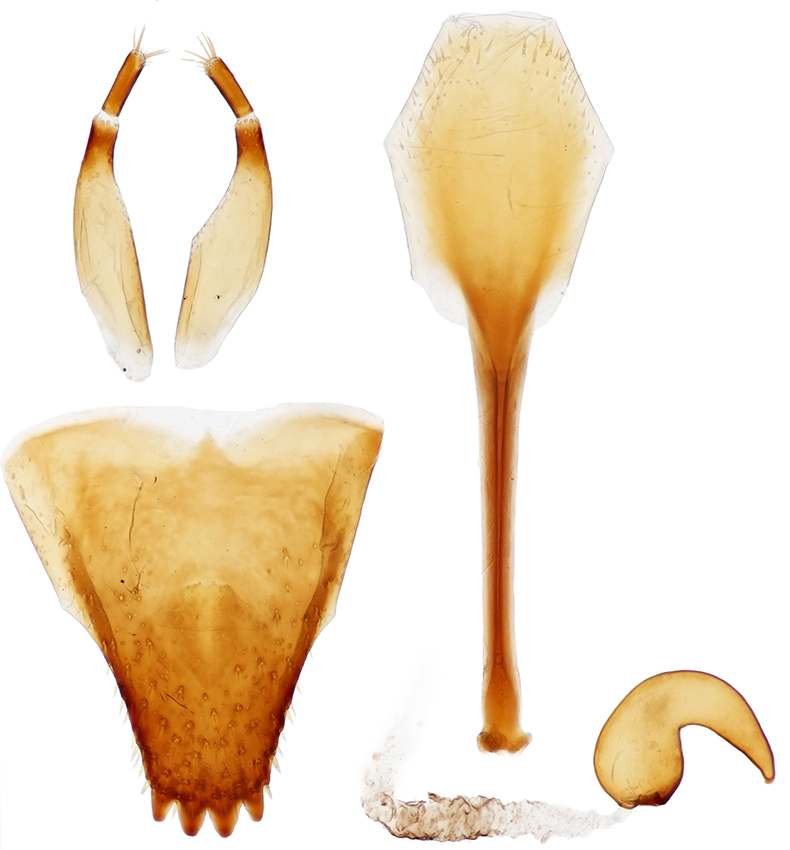 Caenocryptorrhynchus_zherichini_C_female_genitalia