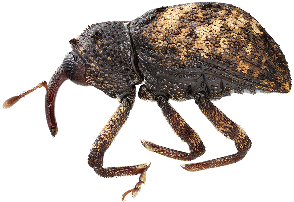 Caenocryptorrhynchus_zherichini_C_female_lateral
