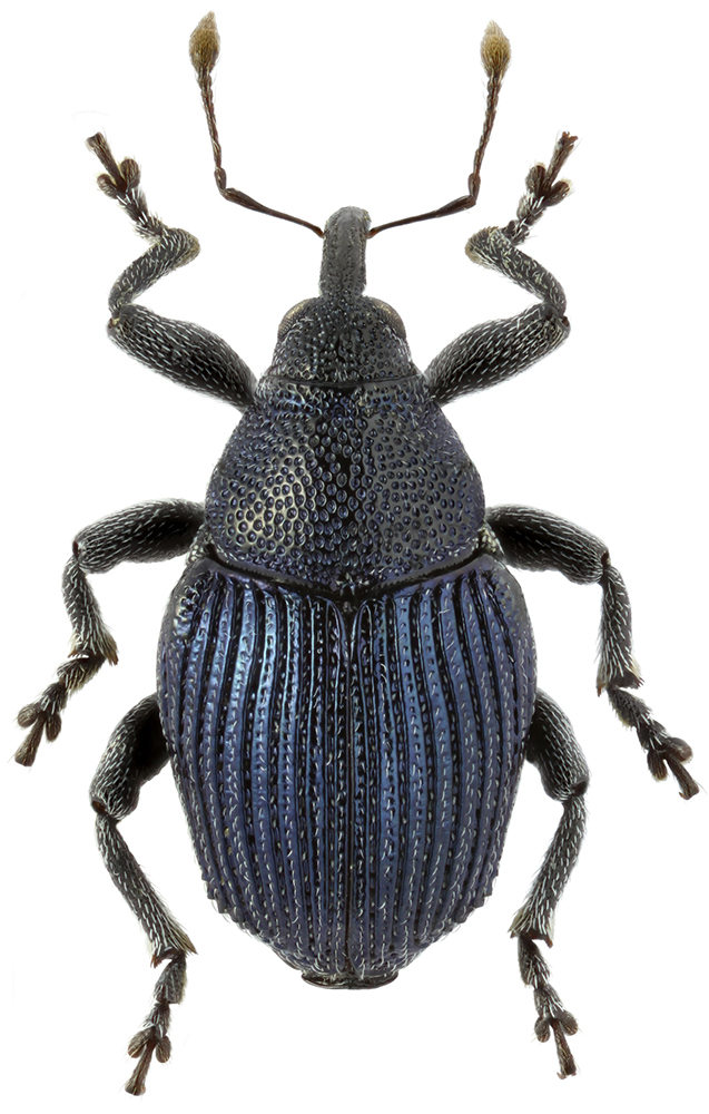 Ceutorhynchus_canaliculatus
