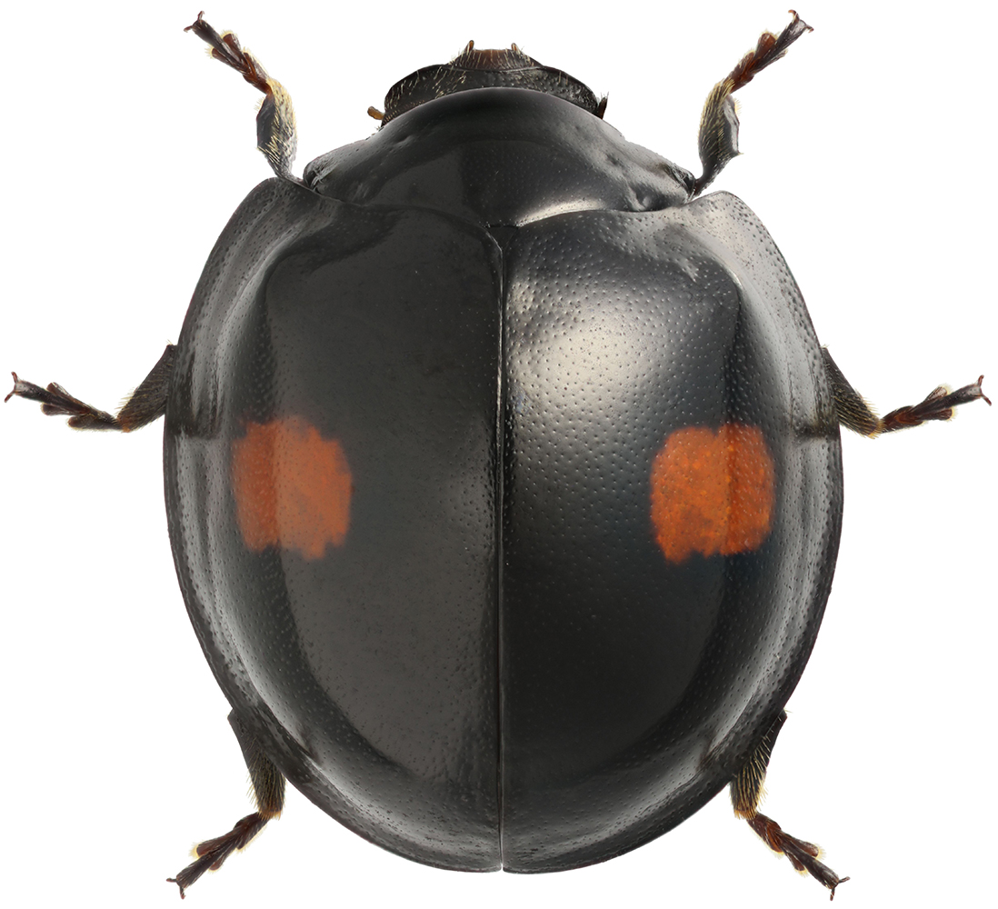 Chilocorus_renipustulatus
