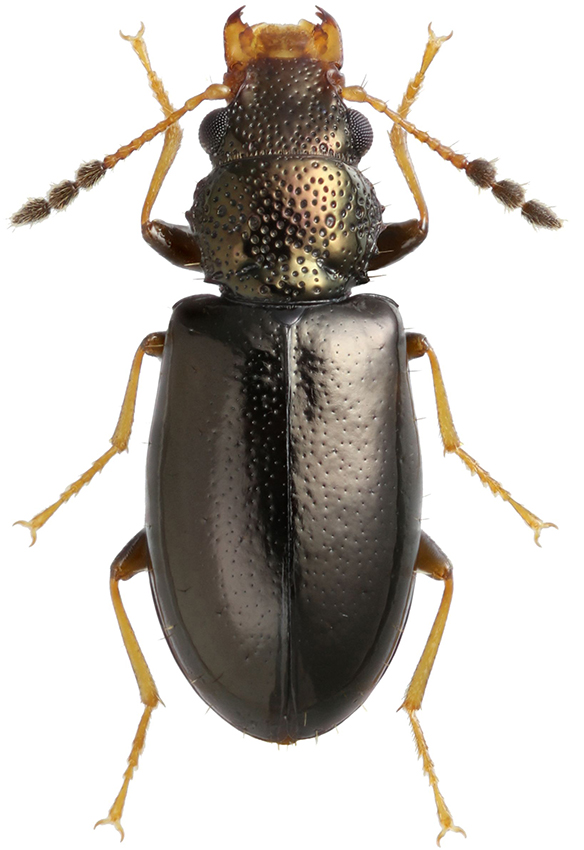 Chilopeltis_laevipennis_B_male