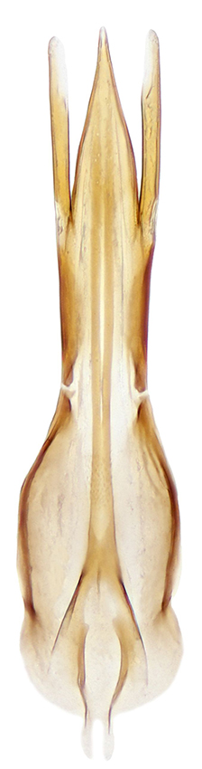 Chilopeltis_laevipennis_B_male_aedeagus