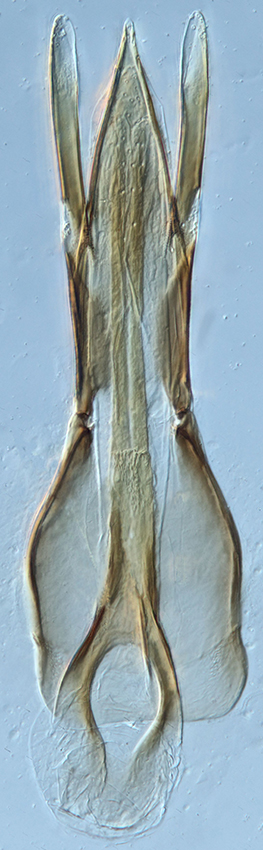Chilopeltis_laevipennis_E_male_aedeagus