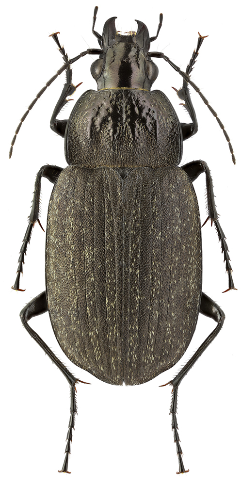 Chlaenius_sulcicollis