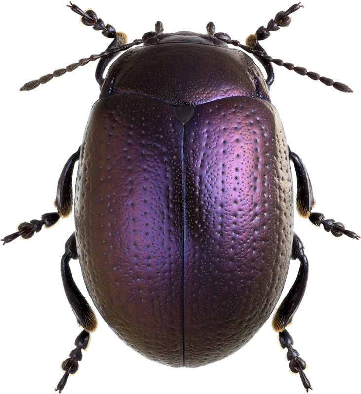 Chrysolina_geminata_A_female