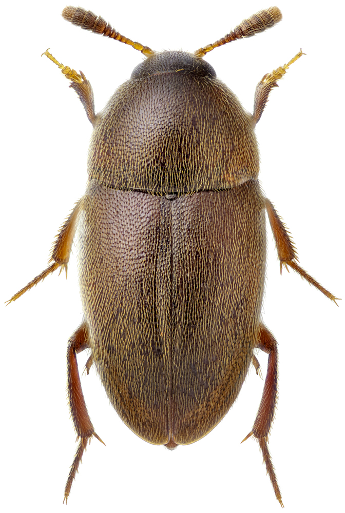 Colon_appendiculatum_A_male_1