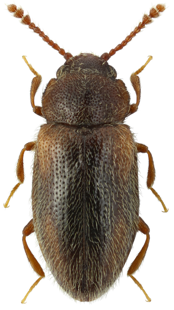 Cryptophilus_obliteratus