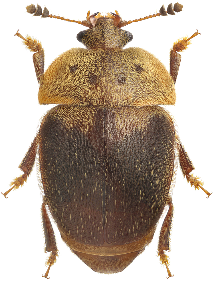 Cychramus_variegatus