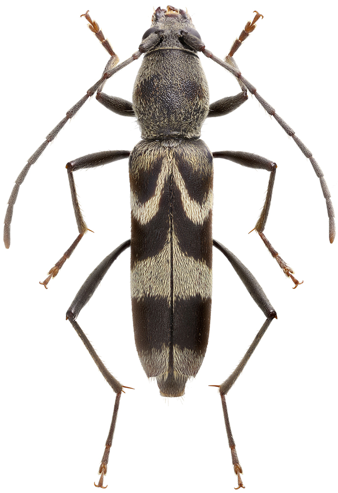 Demonax_savioi_A_female