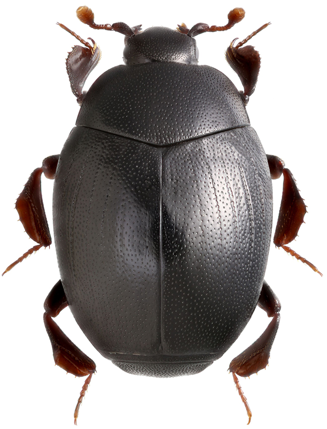 Dendrophilus_punctatus_A