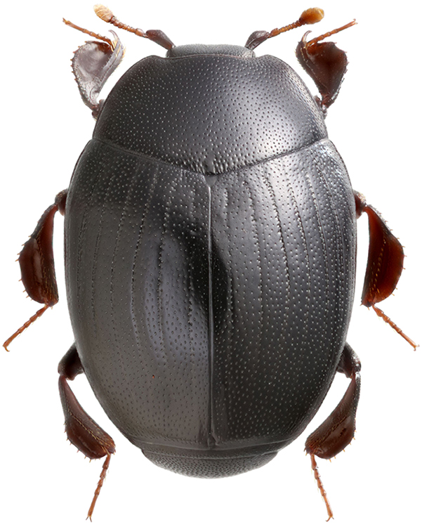Dendrophilus_xavieri_A_dorsal