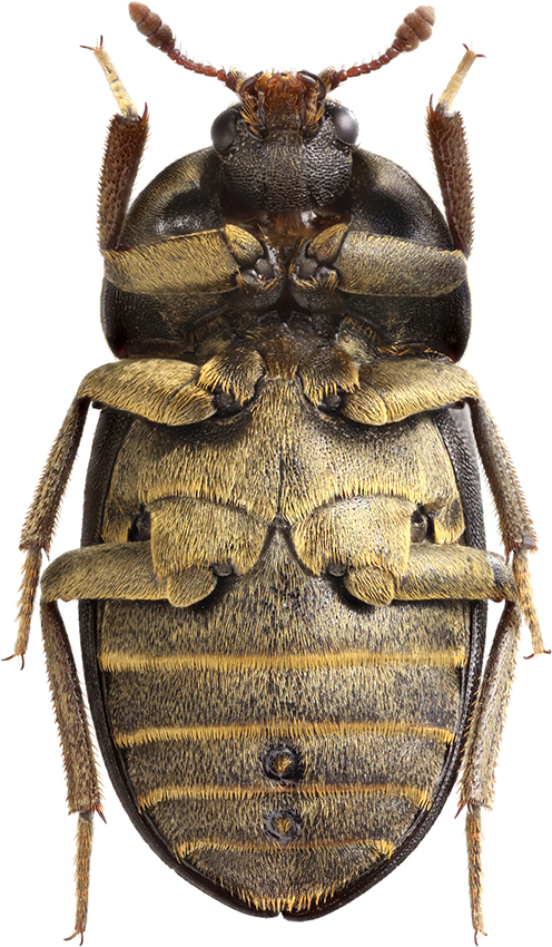 Dermestes_depressus_B_male_ventral