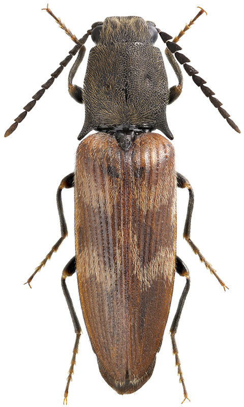 Diacanthous_undulatus