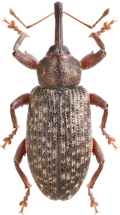 Dorytomus_nordenskioldi_B_male