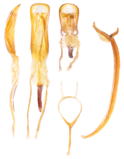 Dorytomus_nordenskioldi_B_male_genitalia