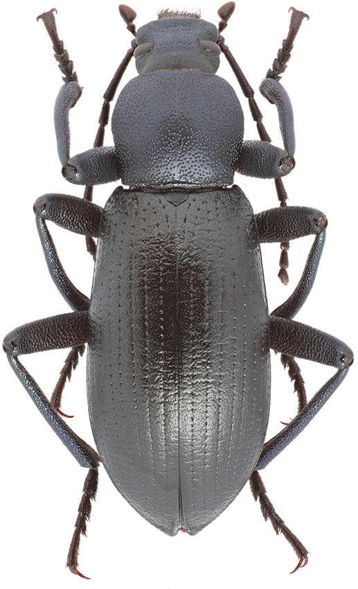 Entomogonus_davidis_male