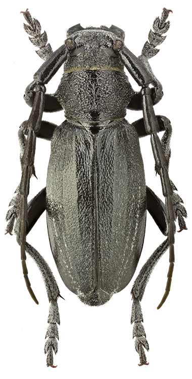Eodorcadion_tuvense