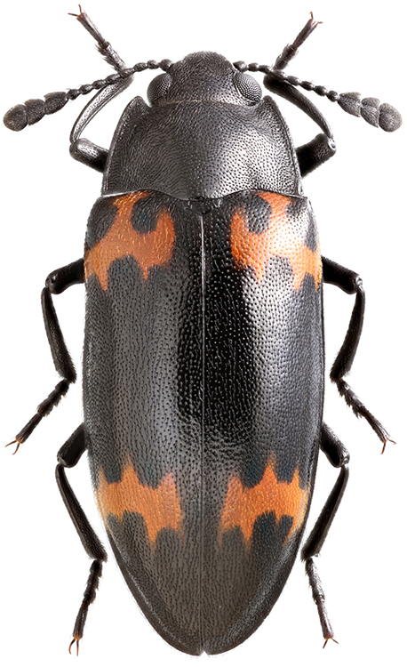 Episcapha_fortunii_A_female