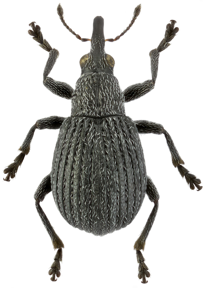 Eutrichapion_melancholicum