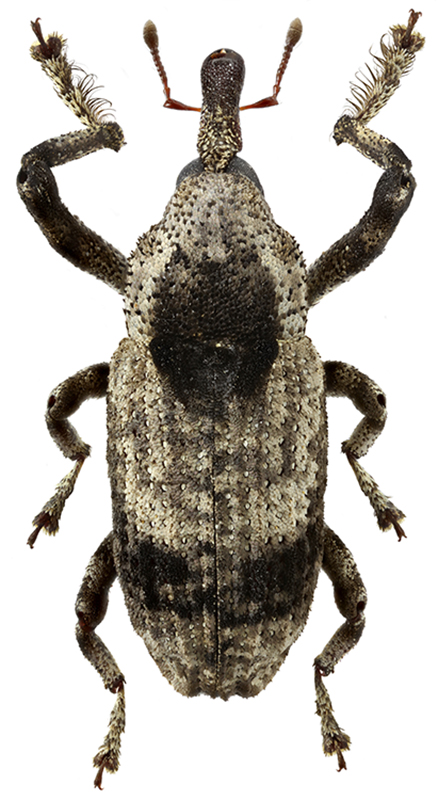 Gasterocercus_tamanukii