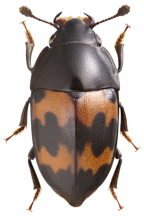 Glischrochilus_ipsoides_B_female