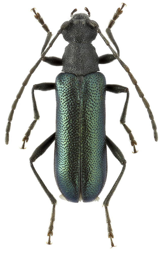 Grammoptera_coerulea