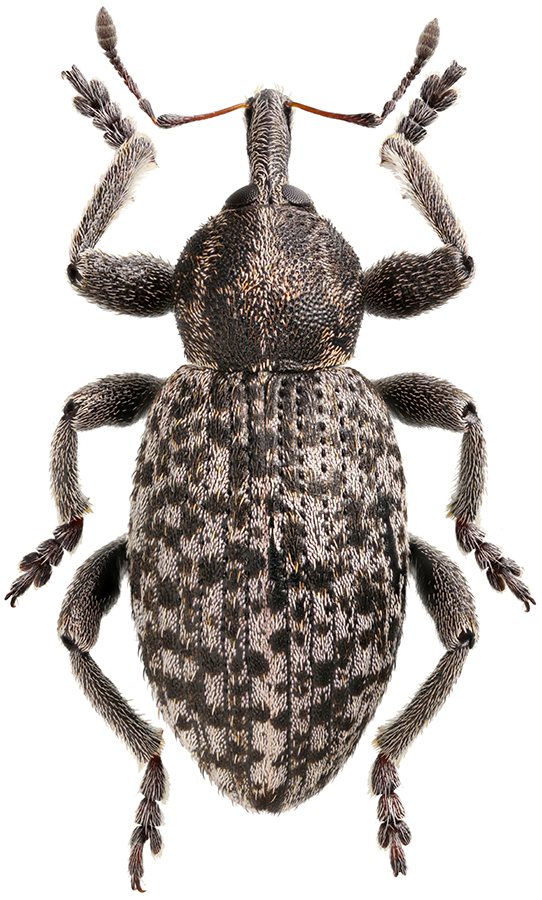 Hypera_misella_B_male