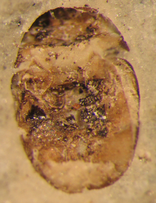 I_10305_C