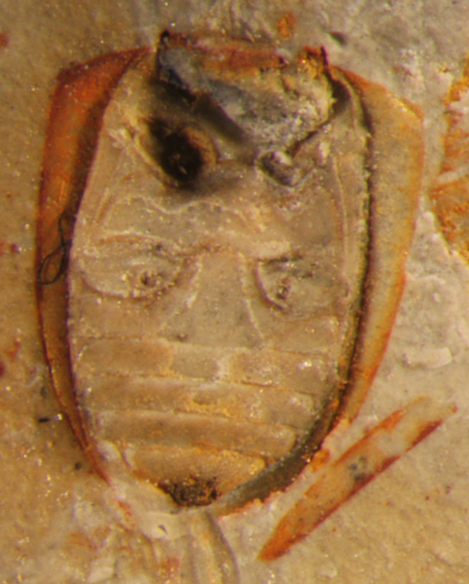 In_17438_P_europaea