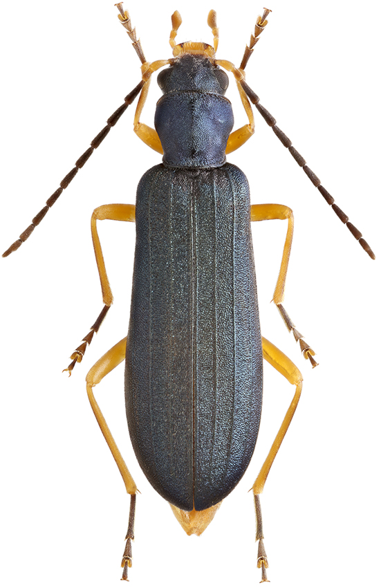 Ischnomera_abdominalis_A_female