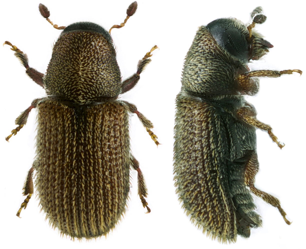 Kissophagus_vicinus